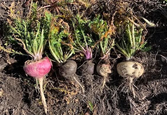 bulk maca powder benefits