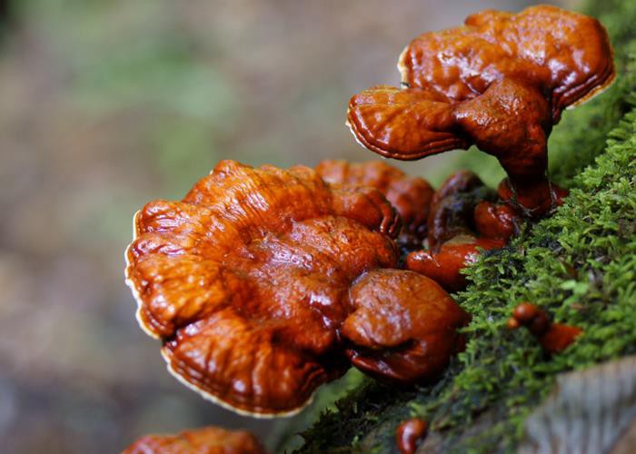 Ganoderma lucidum polisakkaridlarning xususiyatlari