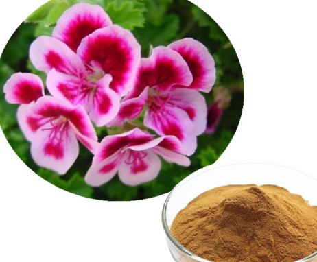 Pelargonium Sidoides ekstrakti