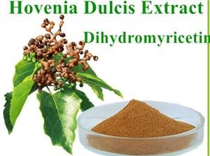Eng yaxshi Hovenia Dulcis ekstrakti kukuni