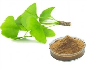 Ginkgo biloba organik ekstrakti